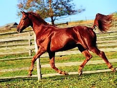 le cheval